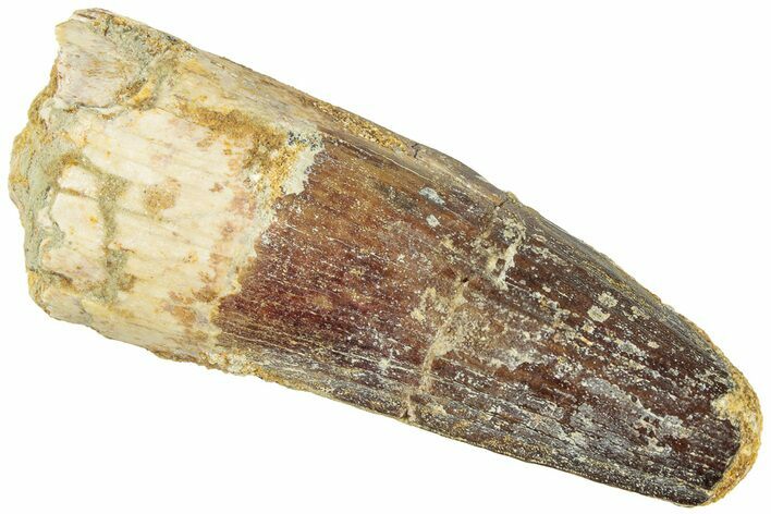 Fossil Spinosaurus Tooth - Real Dinosaur Tooth #311815